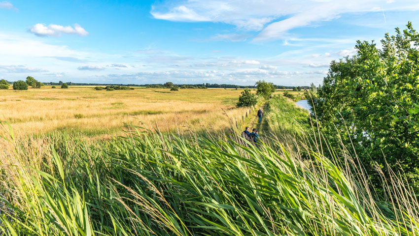westerwolde wedde rietkraag