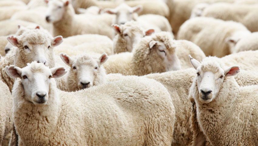 braillepluim wandelnieuws