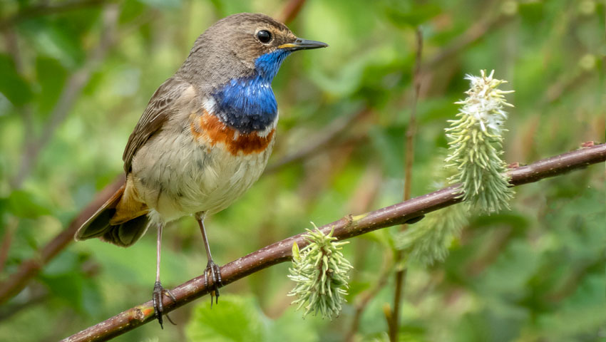 wandelnieuws vogel metha eikens