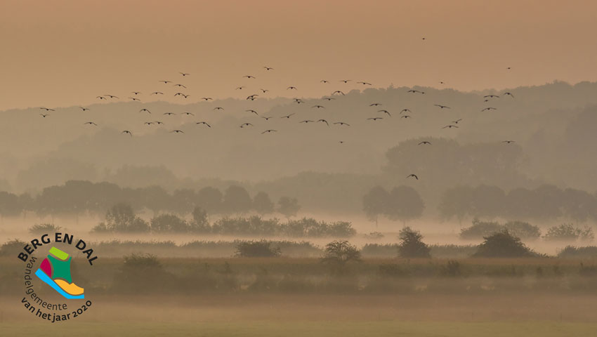 wandelnieuws wvhj kieviten boven de ooijpolder david brand