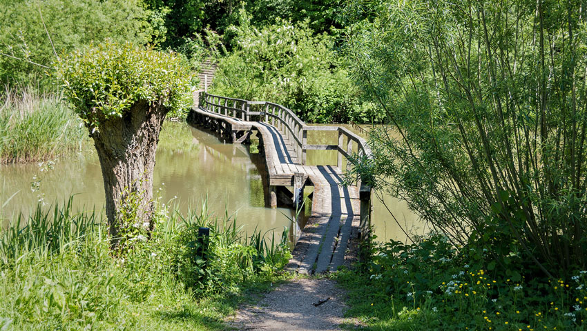 Ridderkerkse grienen en gorzen