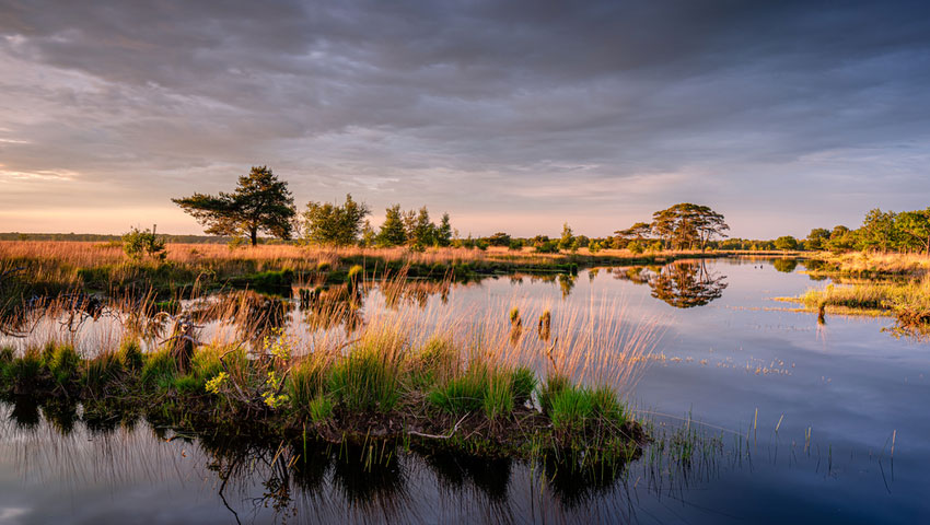 Dwingelderveld nationaal Park Thijsse