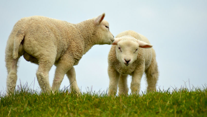 lammetjes wandelen rugzak