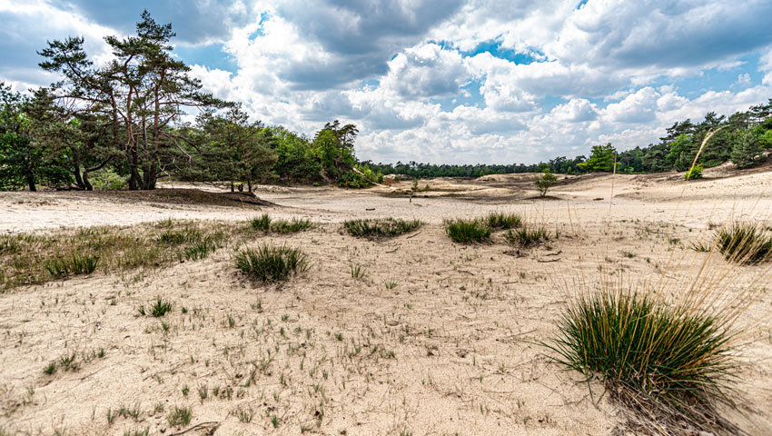 wandelnieuws de loonse en drunense duinen 2