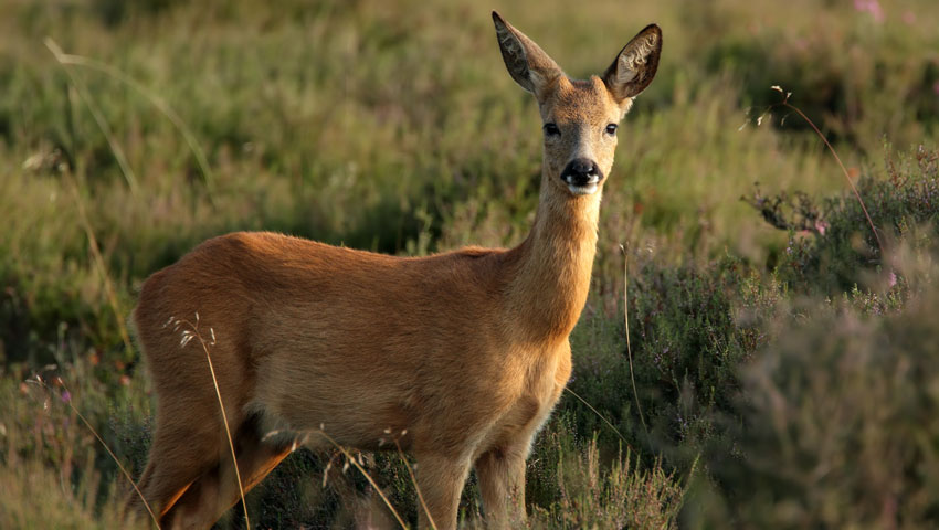 ree natuurgebied wandelnieuws