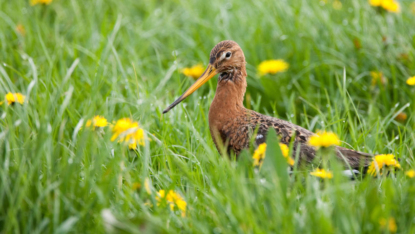 grutto weidevogel klompenpaden