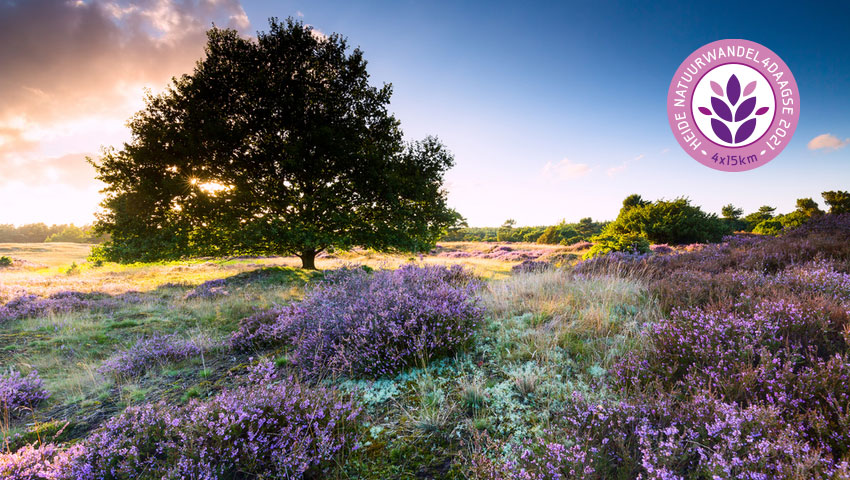 heide paars natuurwandel4daagse