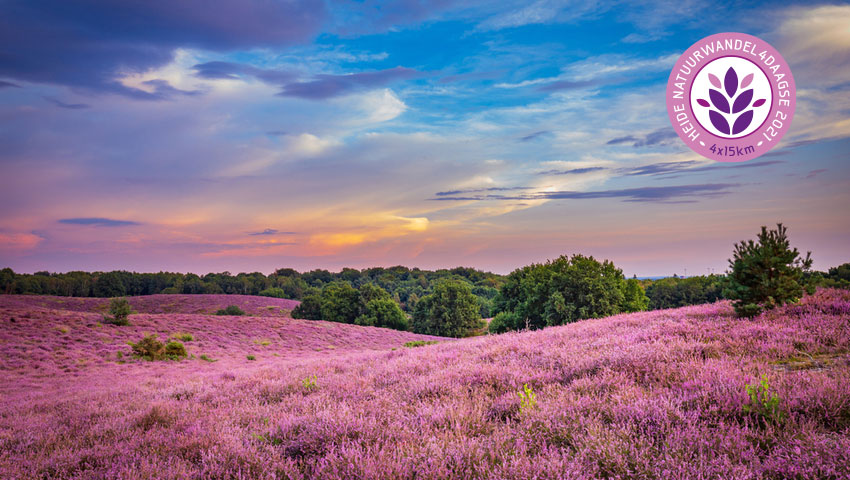 Posbank heide bloei wandelvierdaagse