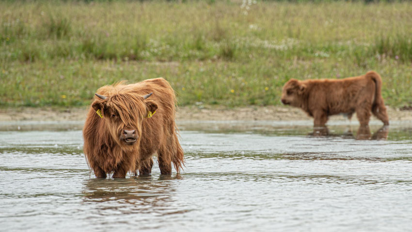 wandelnieuws wvhjschots hooglanders