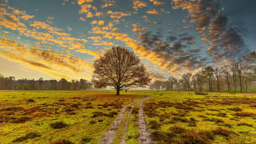 Maashorst nieuw wandelpad