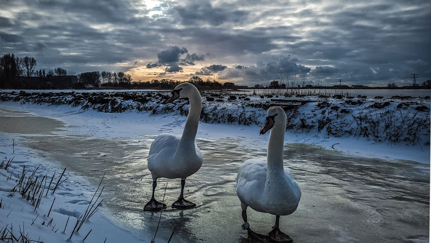 fotowedstrijd De Groene Koepel