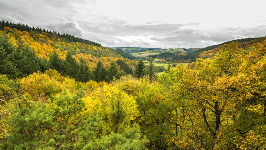 wandelniuews hunsrueck 1 burgkopf bei buedlich 2