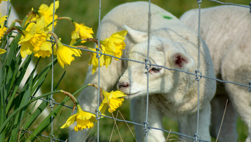 wandelnieuws lammetje bloemetje shutterstock