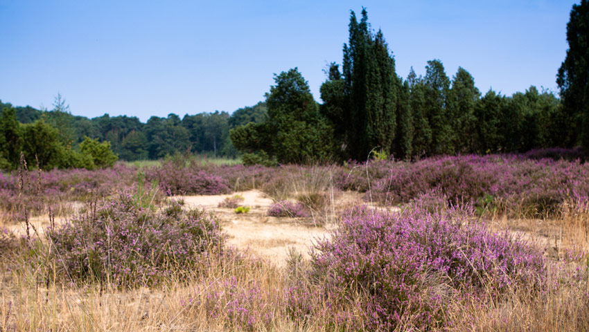 wandelnieuws lochem het kienveen fotograaf ada luppen