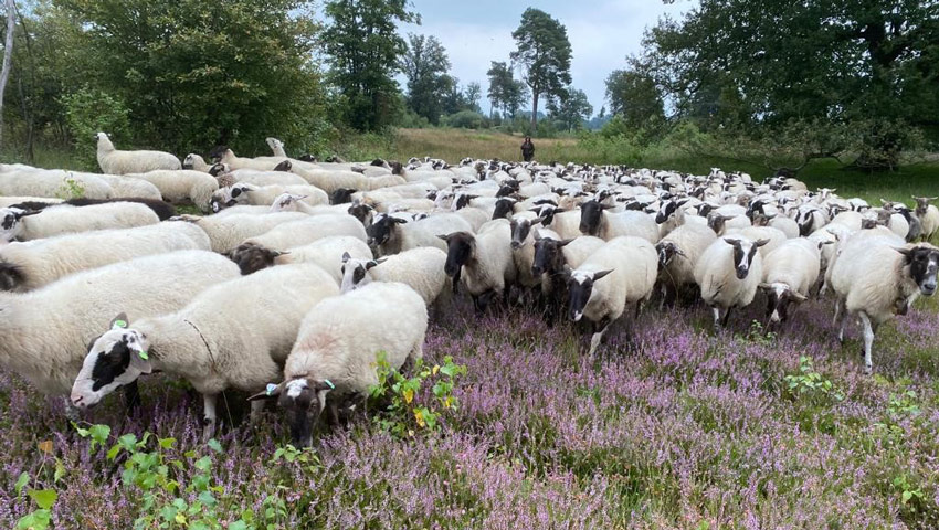 wandelnieuws lochem schaapskudde de belhamel