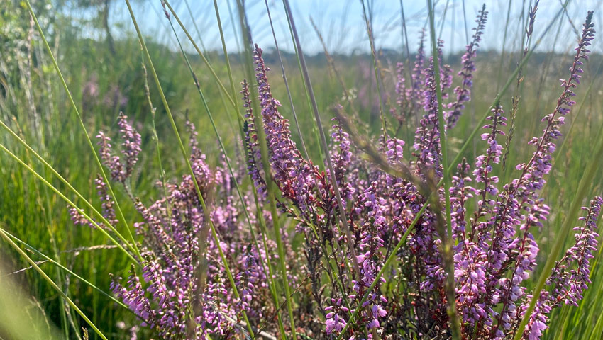 wandelnieuws wandelroute leersumse plassen 3 aniek rooderkerken