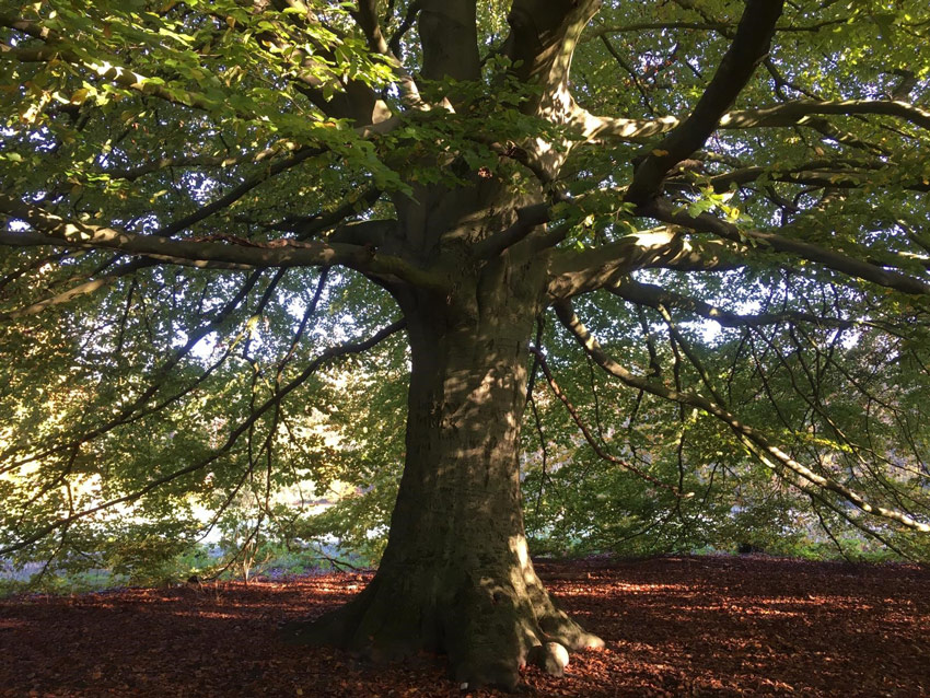 wandelnieuws loonopzand rode beuk