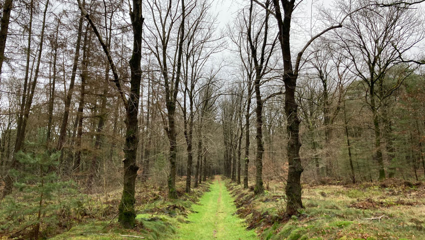 heuvelrug groen eikenlaantje