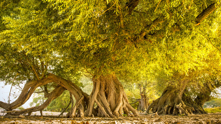 wandelnieuws millingerwaard david brand