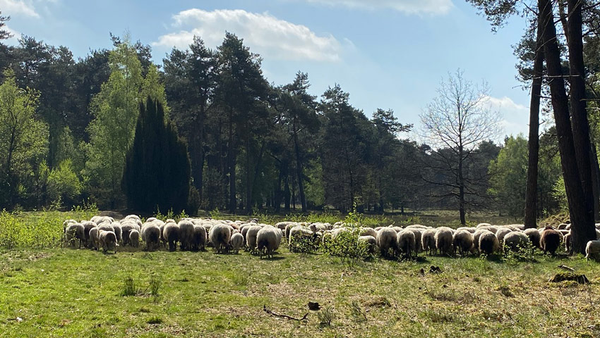  wandelnieuws lochem groote veld 01