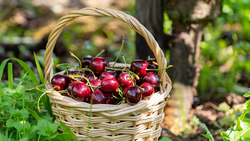 wandelnieuws kersen kersenmand shutterstock
