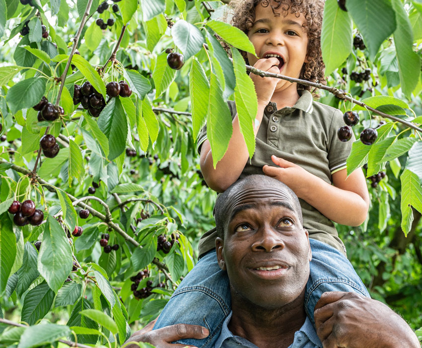 wandelnieuws vader kind fruit plukken kromme rijnstreek ad snelderwaard