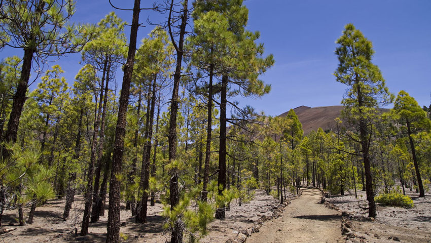 wandelnieuws pr tf 72 vilaflor paisaje lunar vilaflor gal04