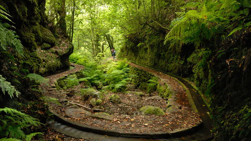 wandelnieuws madeira pr 14 levada dos cedros2hugo reis