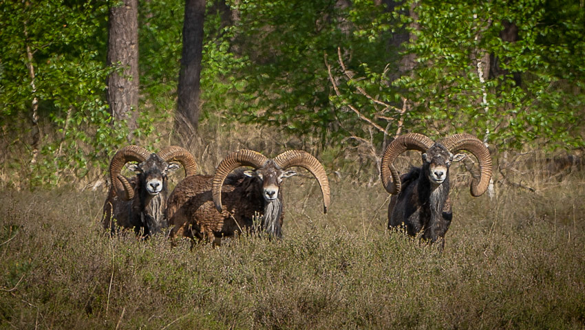wandelnieuws ampsen jorrit van de kolk