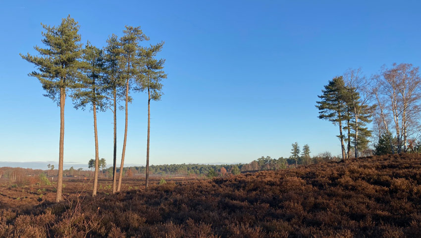 heuvelrug2023 treek bomengroepje