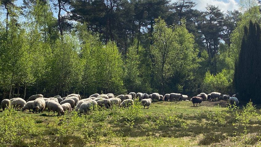 wandelnieuws lochem het grote veld