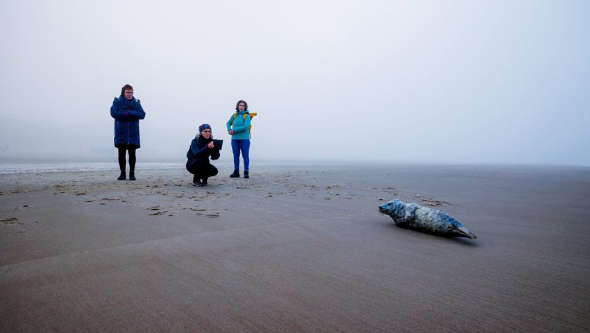 wandelnieuws zeehondje