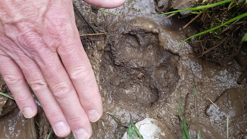 wandelpraat chartreuse lynx