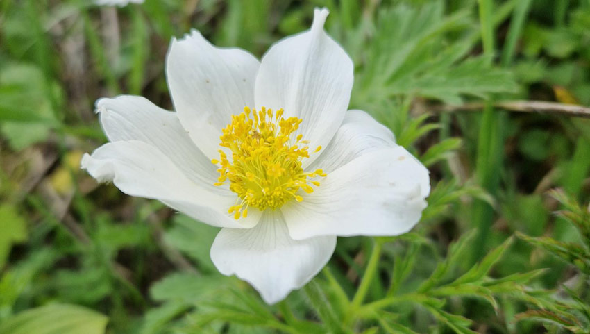 wandelpraat chartreuse 10