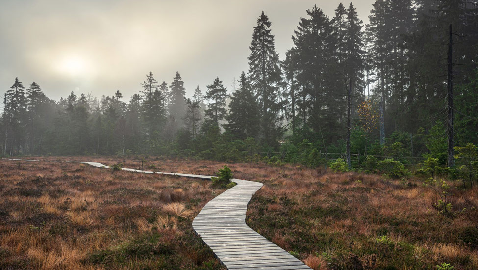 wandelnieuws torfhausmoor in de herfst c markus tiemann