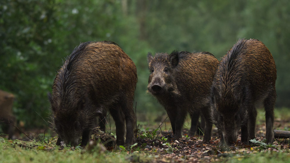 wandelnieuws zwijnen film