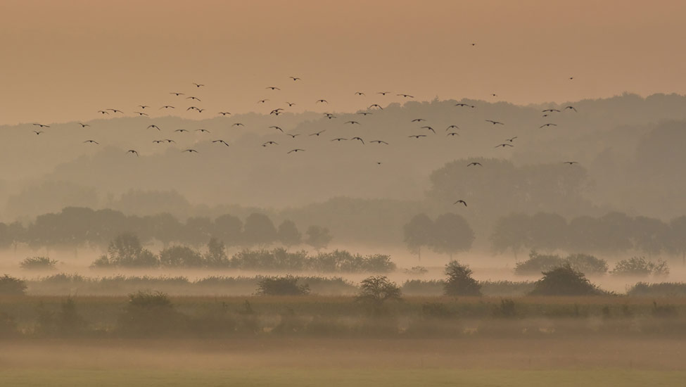 wandelnieuws bergendal kieviten boven de ooijpolder david brand