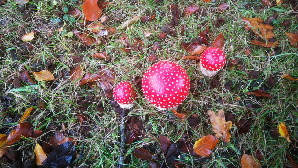 wandelnieuws birkhoven rode witte stippen paddestoel 1