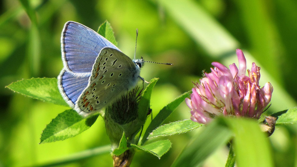 wandelnieuws icarusblauwtje henk van bruggen r 23