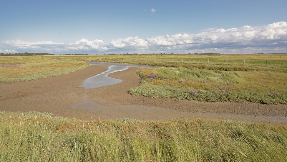 wandelnieuws zwin shutterstock