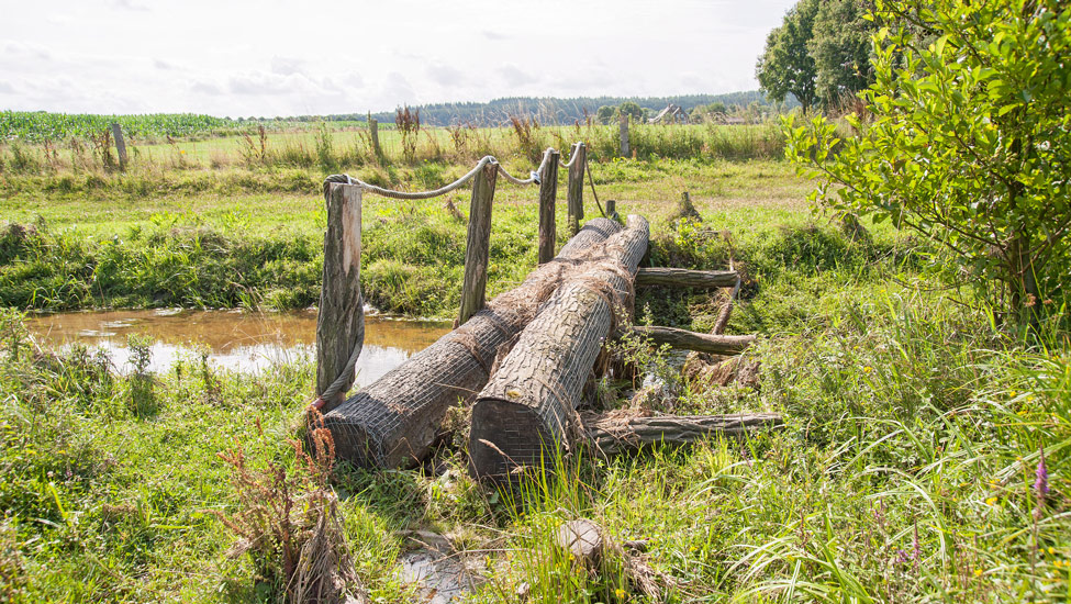 wandelnieuws boomstammenbrug