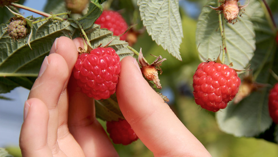 wandelnieuws framboos