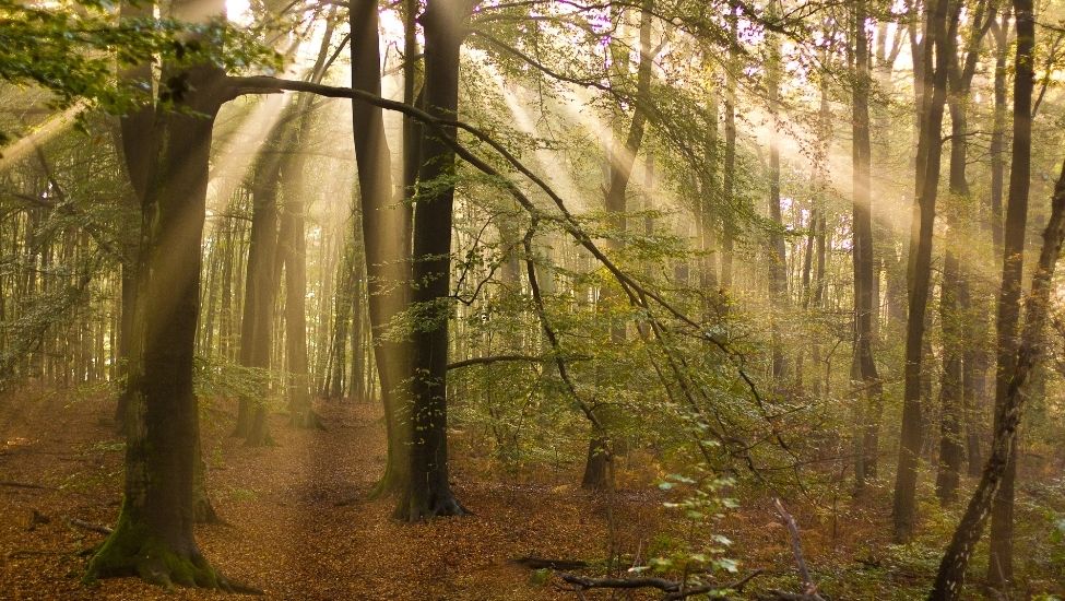 Zonneharp ©David Brand