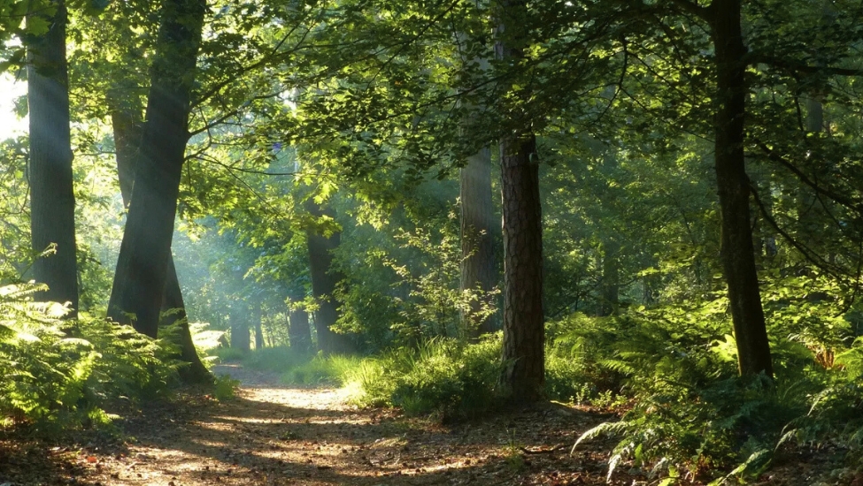 tevoetonline nieuws oisterwijkse bossen en vennen 13