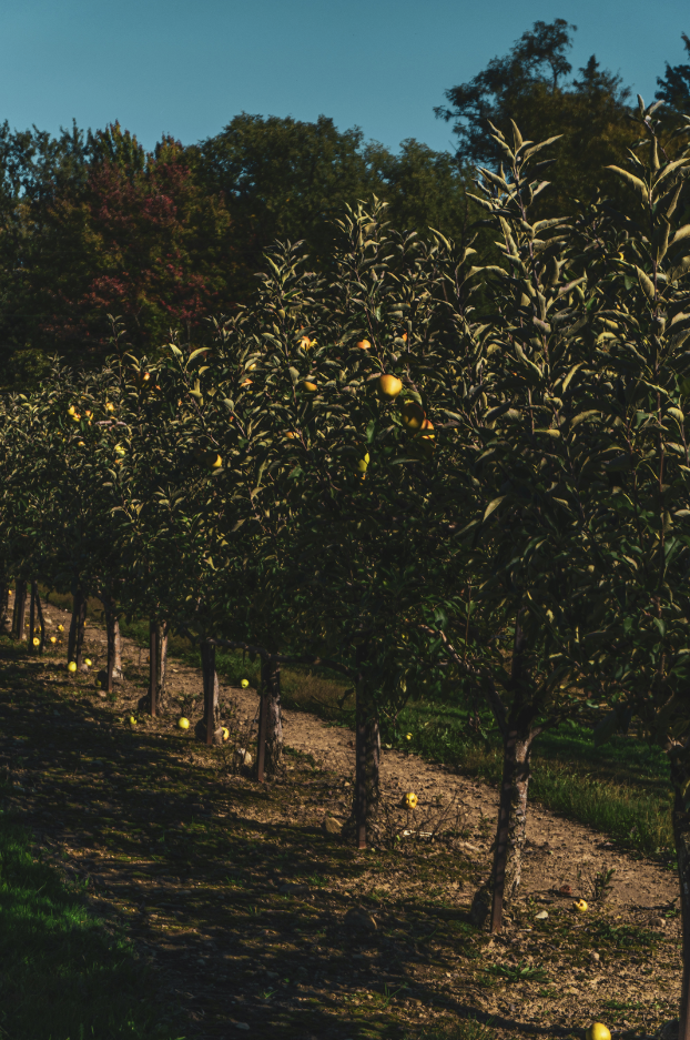 ally griffin hp0isjyvj g unsplash