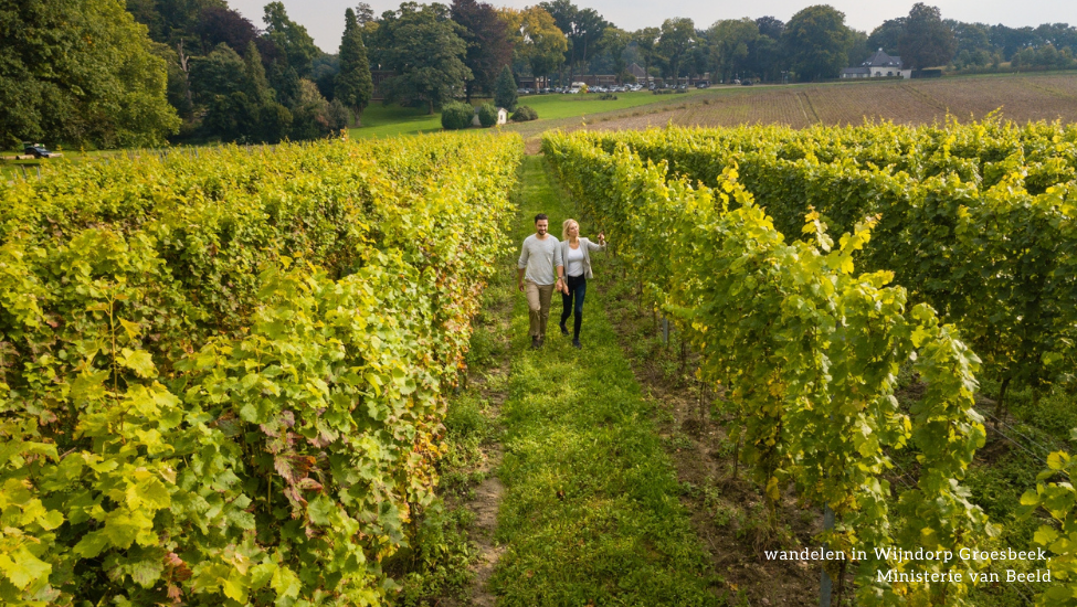 wijngaard de holdeurn small copy