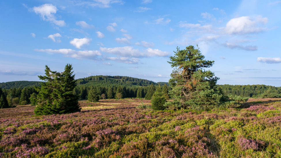 Ontdek de sporen van het Sauerland