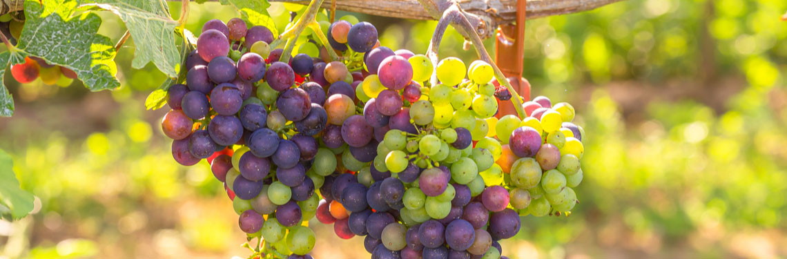 overnachten rijnland palts shutterstock