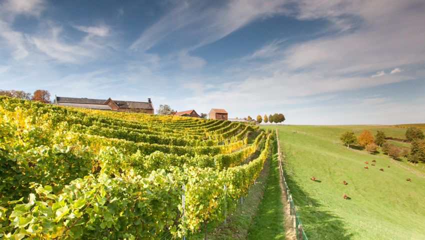 wvhj wijngaardsberg ulestraten