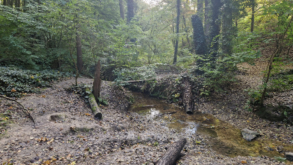 wandelpraat dmt beekje boomstammen